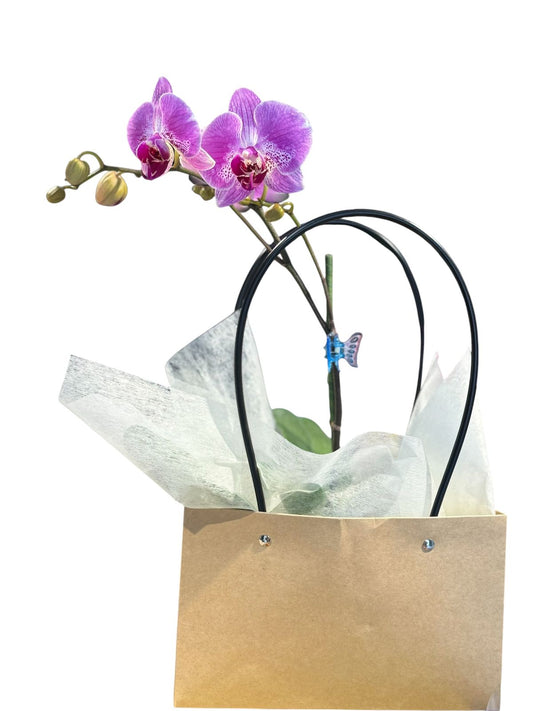 Planta de Orquídea